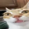 _lalasagna_