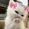gkkecegkasikkk
