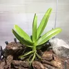 lmqucph8