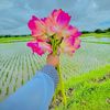 🕊️প্রকৃতির ছোঁয়া 🍃