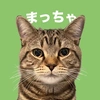 まっちゃ🍵 猫のいる暮らしを面白く発信