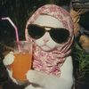 chemongkucing