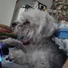leocradx919x