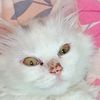 shinta_lovely