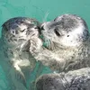 1silly_sealz1