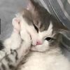ronaldo_3244