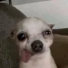 atashajudea_