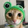 froogy_cat