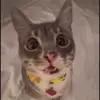 botchedkhajiit