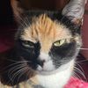 opalkittykat
