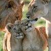 leones.xd_doomsleyer