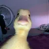 vinicius_itz_dos_
