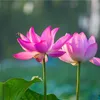 yeuquehuong66g1