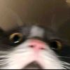 ajinrawrr21