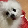 cckokoro