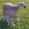 zayaninabil2