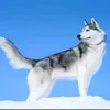 maxthedog453