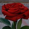 mohammedhosain330
