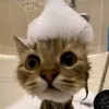 ermthisrandombatig