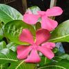la.mariposa211