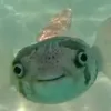 kzemo7