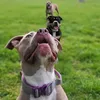 sukmybullz