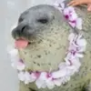 very_silly_seal