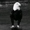 ali.sahil53