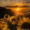 nicola_nicky