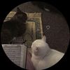 alice_hakimi4