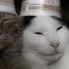 xxzyq._