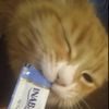 campakittens