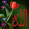 om.saif673