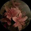 lilianl73