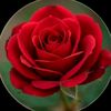 user6101980612842