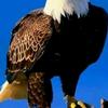 the.eagle.adventu