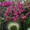 flowersblosoom