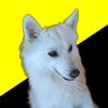 ancap_doggo