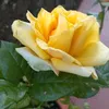 rosaliasanchezsan7