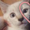 catloves881