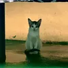 aliensakalibutan