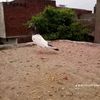 faiz_9655