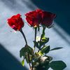 raza_ko_ranii_9898