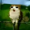meowl.__