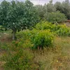 yasminel497