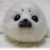 dayday_uwu70