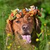 mytuckerdog