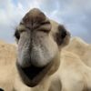 السُلميِ