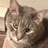 ccatatonic
