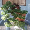 bonsai_tamlinhsam